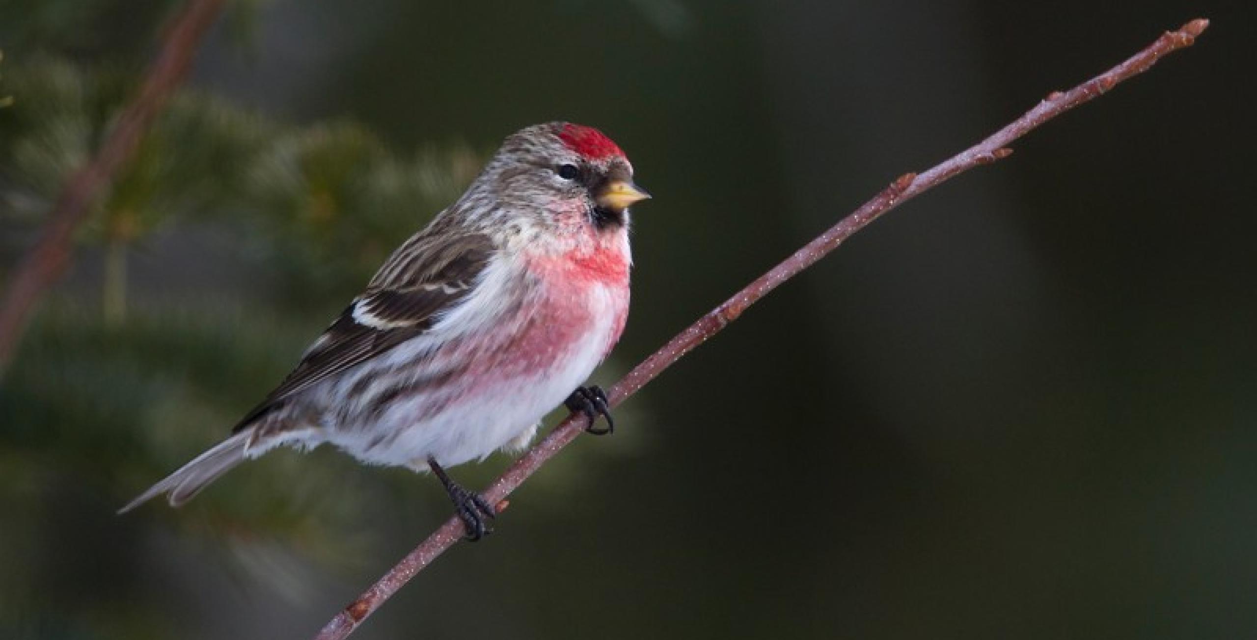 One Bird to Look For This Winter | Experience Our Adirondacks