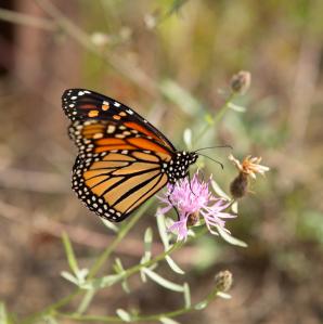 a monarch butterfly on a purple clover