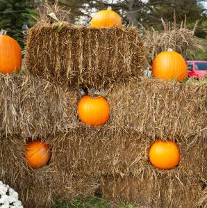 pumpkins