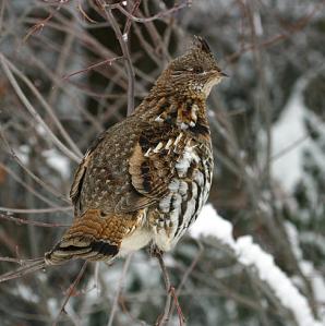 a gruffed grouse in winter perched on a branch