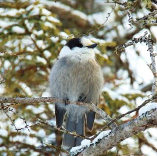 A Weekend of Winter Birding | Experience Our Adirondacks