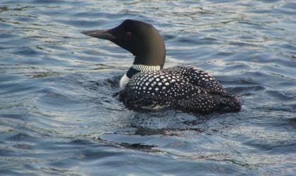 Loon swimming on the lake.