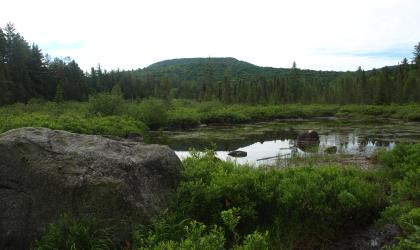 The Sargent Ponds Wild Forest is a wonderful environment for birding.