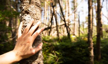 Beautiful forest on an easy trail with Steward and Indian Lakes trail.