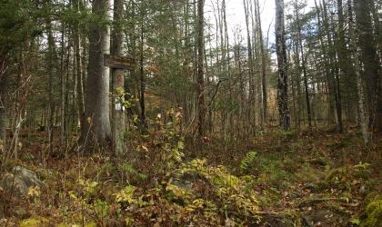 Look for the trail to Clear Pond.