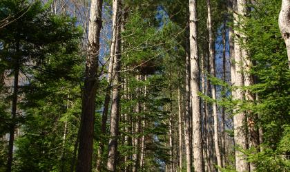 A nice loop hike from Lake Eaton Campground.
