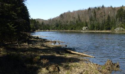 The shoreline of a narrow pond