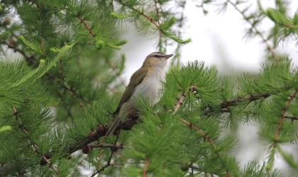 A bird perched in a pine tree
