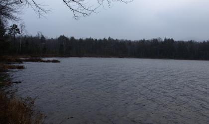 A pond on a dark day