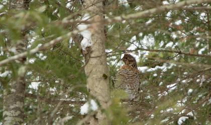 A bird within the trees