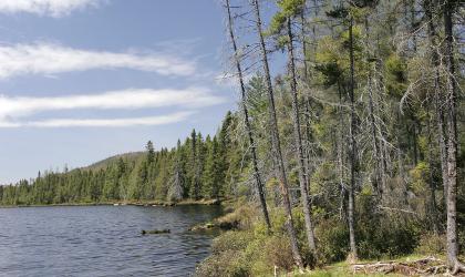 The Black River Wild Forest includes the Moose River.