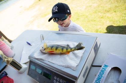 little boy looking at the fish he caught on a scale weighing it at a fishing derby