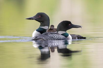 Two adult loons side by side facing opposite directions with a baby loon on one of their backs on the water