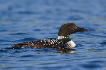 Photo of a loon swimming on the water
