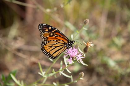a monarch butterfly on a purple clover