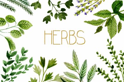 The word herbs encircled by a variety of herbs