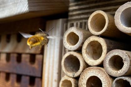 A bee flying into a homemade hotel for bees