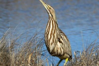 A bird standing on the bank by the water with a long slender beak up in the air and with multi-colored