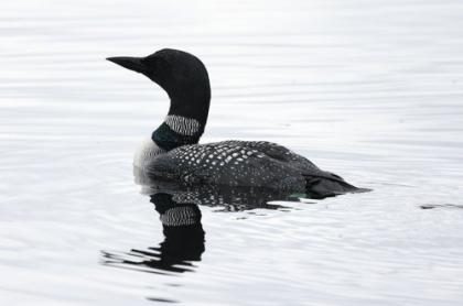 Loon swimming on the lake