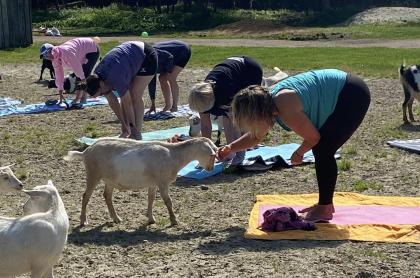 People doing a yoga pose with one of the ladies petting a goat that is in front of her