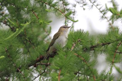 Bird sitting in a pine tree