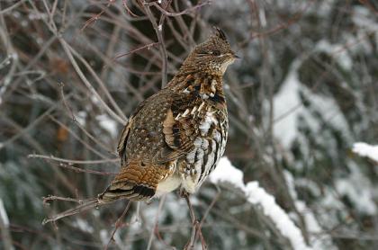 a gruffed grouse in winter perched on a branch