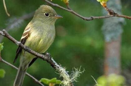 A little bird sitting perched on a small tree branch