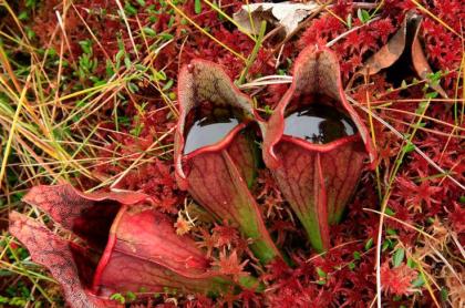a photo of pitcher plants filled with water and a trapped insect in one of them