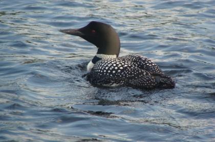 Loon swimming on the lake.