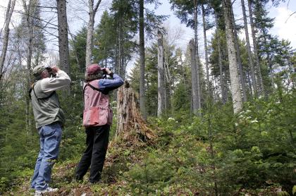 A couple birders looking through binoculars