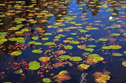 Lily pads dot the water.