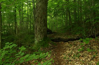 A narrow trail through the trees