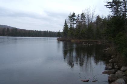 The view of a pine tree lined lake.