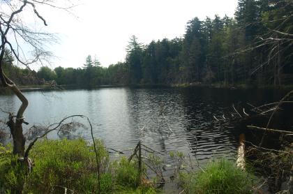 The view of a small pond surrounded by trees.