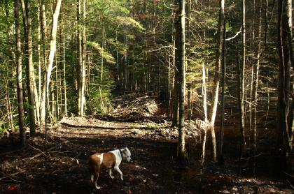 This trail is a long hike to the shores of Limekiln Lake.