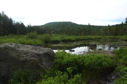 The Sargent Ponds Wild Forest is a wonderful environment for birding.