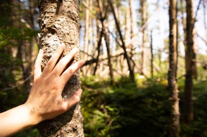 Beautiful forest on an easy trail with Steward and Indian Lakes trail.