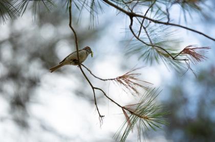 Be sure to look overhead on Ferd's Bog Trail.