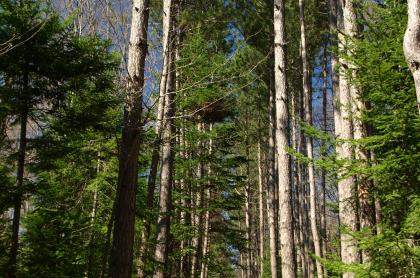 A nice loop hike from Lake Eaton Campground.