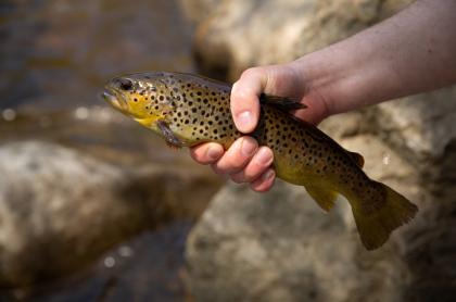 Keep our brook trout healthy. No baitfish.