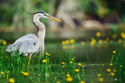 A large crane-like bird in the water surrounded by yellow flowers