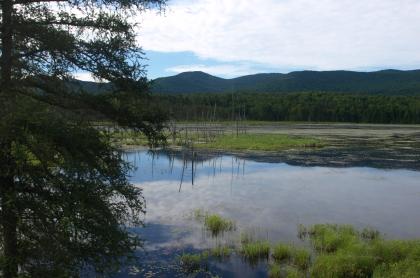 A pond with trees in the foreground