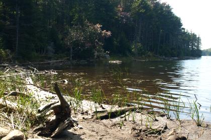The shore of a shallow pond.