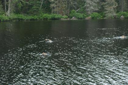 Puffer Pond is one of the Siamese Ponds.