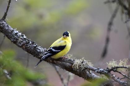 A yellow and black song bird sits on a tree