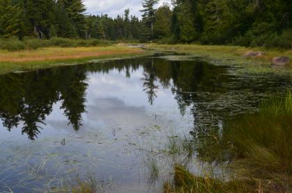 Excellent brook trout in a remote location is the appeal of Bear Paw Creek.