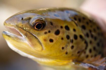 A close up of a brook trout