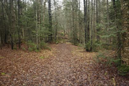 There's a wide easy path to the pond.