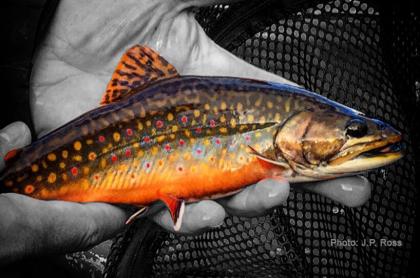Native brook trout - photo courtesy Jordan Ross - Trout Power