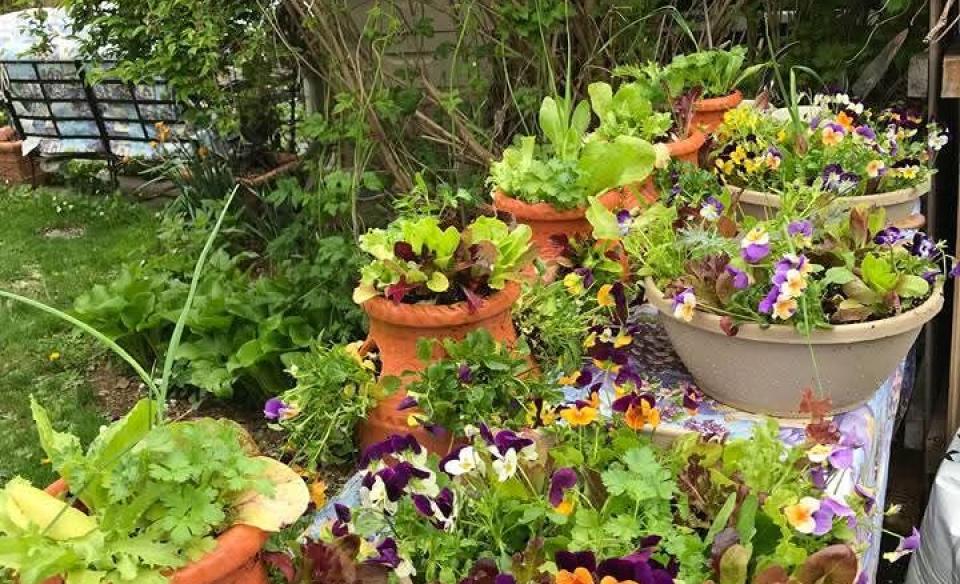 potted plants